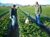 JDWT Manager Chuck Bates discussing project with Sammis grower